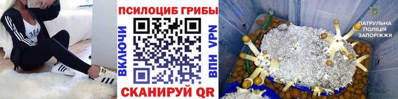 Галлюциногенные грибы мицелий  mega как войти  Лодейное Поле 